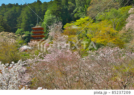 長谷寺の五重塔は、杉の林を背景に、桜の中にそびえたつ 85237209