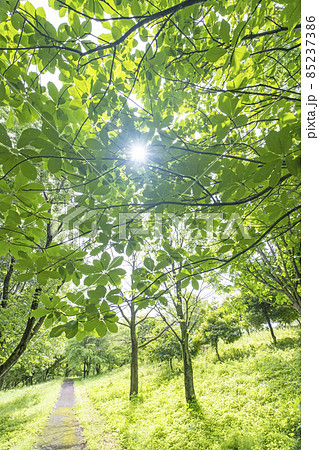 公園の散歩道 85237386