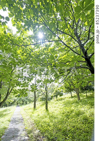 公園の散歩道 公園の散歩道 85237390
