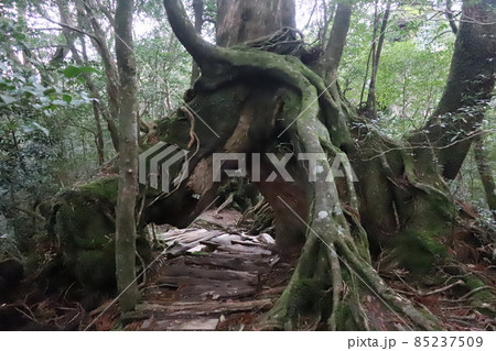 屋久島 くぐり杉 屋久島 くぐり杉 85237509