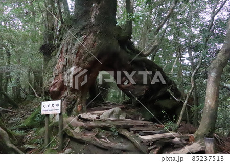 屋久島 くぐり杉 屋久島 くぐり杉 85237513