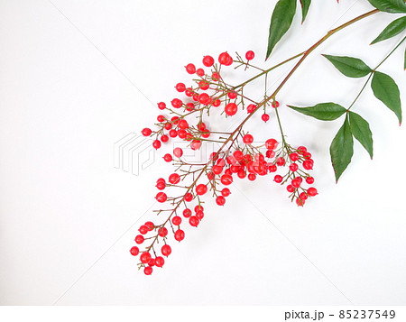 南天　ナンテン 85237549