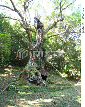 佐賀県のパワースポット、武雄神社、武雄の大楠 佐賀県のパワースポット、武雄神社、武雄の大楠 85237700