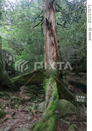 屋久島　三本足杉 85237975