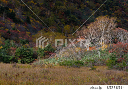 安達太良山のくろがね小屋付近の紅葉 85238514