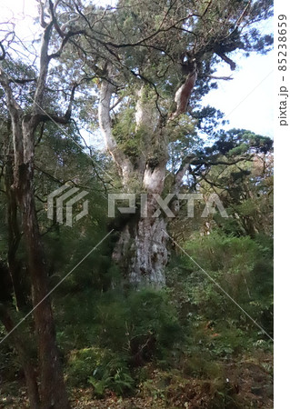 屋久島　縄文杉 85238659