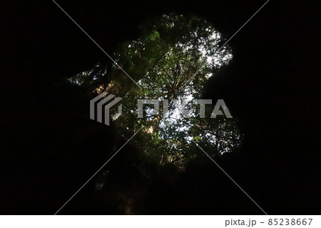 屋久島 ウイルソン株 屋久島 ウイルソン株 85238667