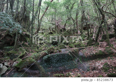屋久島　苔むす森 85238673