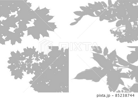 4 Summer background shadows from maple leaves, rowan leaves on a white wall. White and black for photo or mockup 85238744