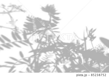 Summer background of the shade of daisies and field grass on a white wall. White and black for a photo or mockup. 85238752