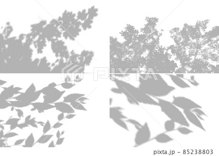 4 Summer background shadows from maple leaves, willow leaves on a white wall. White and black for photo or mockup 85238803