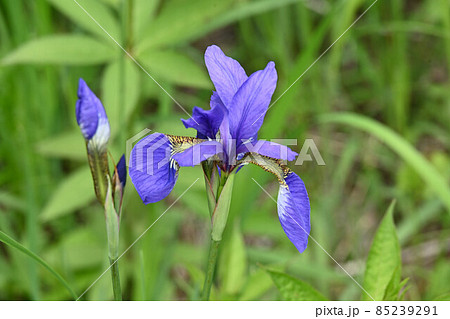 乙女高原 高原の草花 シダの森 乙女高原 高原の草花 シダの森 85239291