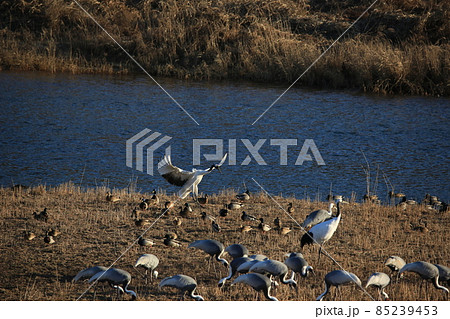 晴れ 風景 新しい 85239453