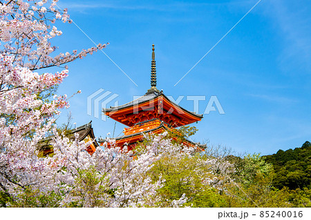 京都府 清水寺 ~三重塔と満開の桜~ 京都府 清水寺 ~三重塔と満開の桜~ 85240016