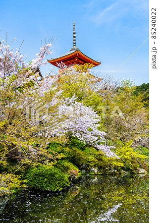 京都府 清水寺 ~三重塔と満開の桜~ 京都府 清水寺 ~三重塔と満開の桜~ 85240022