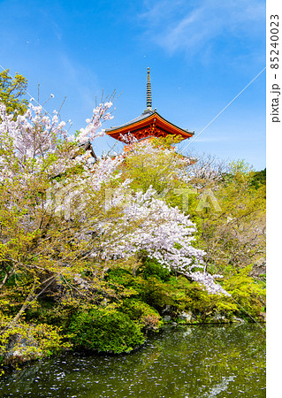 京都府 清水寺 ~三重塔と満開の桜~ 京都府 清水寺 ~三重塔と満開の桜~ 85240023