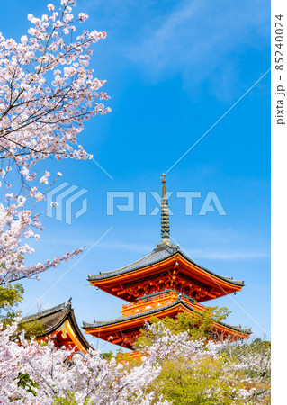 京都府 清水寺 ~三重塔と満開の桜~ 京都府 清水寺 ~三重塔と満開の桜~ 85240024