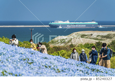 茨城港に停泊する大型貨物船とネモフィラ花畑【茨城県・ひたちなか市】 茨城港に停泊する大型貨物船とネモフィラ花畑【茨城県・ひたちなか市】 85240327