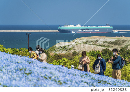 茨城港に停泊する大型貨物船とネモフィラ花畑【茨城県・ひたちなか市】 85240328