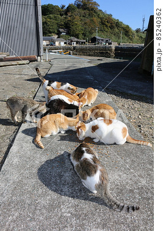 青島の猫 85240362