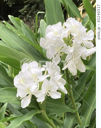 白くて愛らしい花　ハナシュクシャ　ジンジャーリリー 85240517