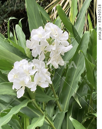 白い花　美しい花　ハナシュクシャ　ジンジャーリリー　純白の花 85240518