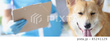 Veterinarian doctor conducts physical examination of dog concept Veterinarian doctor conducts physical examination of dog concept 85241129