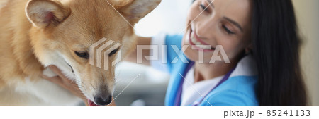 Smiling veterinarian doctor conducts physical examination of dog Smiling veterinarian doctor conducts physical examination of dog 85241133