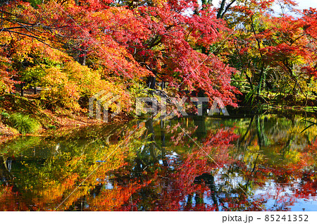 秋の京都府立植物園のなからぎの森の水面の逆さ紅葉が綺麗 85241352