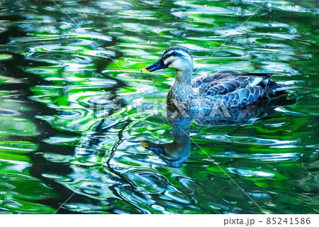 都立小宮公園内、弁天池のカルガモ 85241586