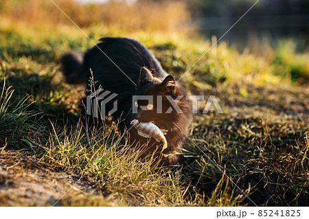 Homeless hungry black cat catching fish with fisherman on the river bank. Stray hungry black cat gets food 85241825