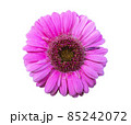 Pink chrysanthemums on a white isolated background. 85242072