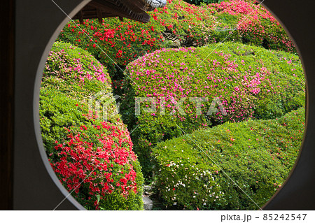 【瀬戸内三十三観音霊場】第十三番　頼久寺の円窓越しの青海波のサツキの花4　岡山県高梁市 85242547