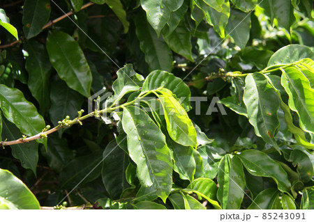 ブラジルのコーヒーの葉と小さな実 85243091