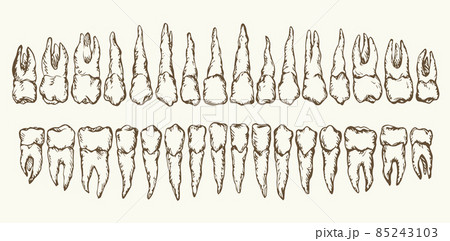The layout of the teeth. Vector drawing 85243103
