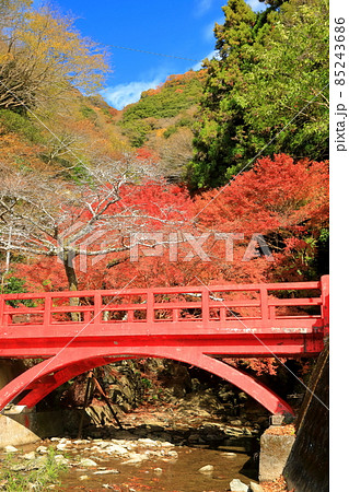 【愛媛県】白滝公園の紅葉 【愛媛県】白滝公園の紅葉 85243686
