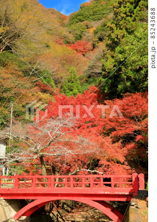 【愛媛県】白滝公園の紅葉 【愛媛県】白滝公園の紅葉 85243688