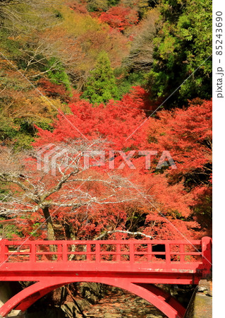 【愛媛県】白滝公園の紅葉 85243690