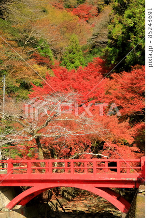 【愛媛県】白滝公園の紅葉 85243691