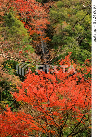 【愛媛県】白滝公園の雌滝の紅葉 【愛媛県】白滝公園の雌滝の紅葉 85243697