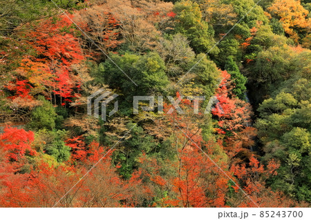 【愛媛県】白滝公園の雌滝の紅葉 85243700