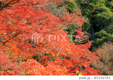 【愛媛県】白滝公園の雌滝の紅葉 85243703