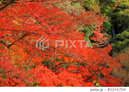 【愛媛県】白滝公園の雌滝の紅葉 【愛媛県】白滝公園の雌滝の紅葉 85243704