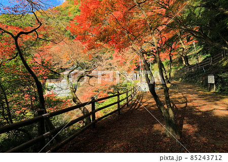 【愛媛県】白滝公園の紅葉亭の紅葉 85243712
