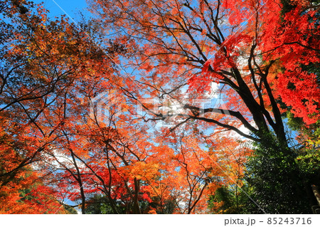 【愛媛県】白滝公園の紅葉 85243716