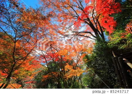 【愛媛県】白滝公園の紅葉 85243717