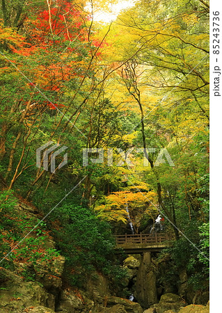【愛媛県】白滝公園の雌滝の紅葉 85243736