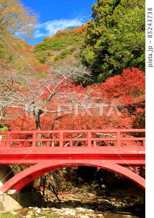 【愛媛県】白滝公園の紅葉 85243738