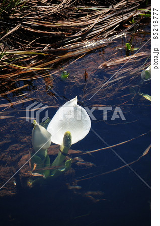 尾瀬のミズバショウ 85243777