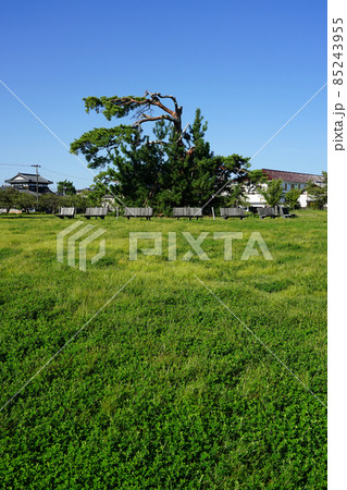 新発田城址公園（新潟県新発田市） 85243955